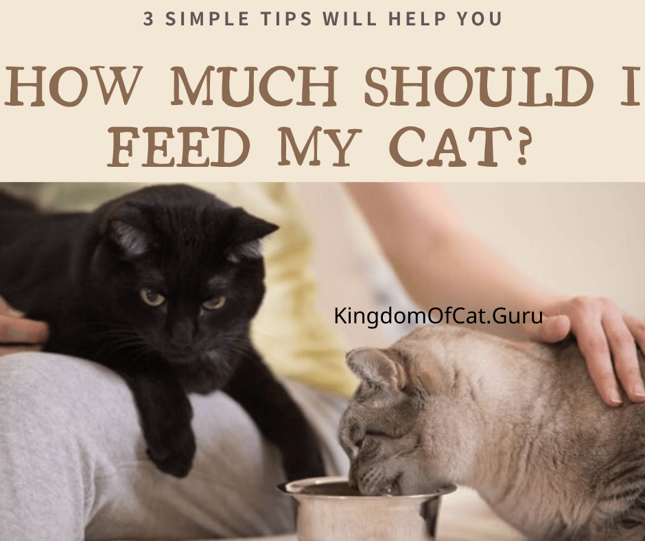 How Much Should I Feed My Cat? 3 Simple Tips Will Help You
