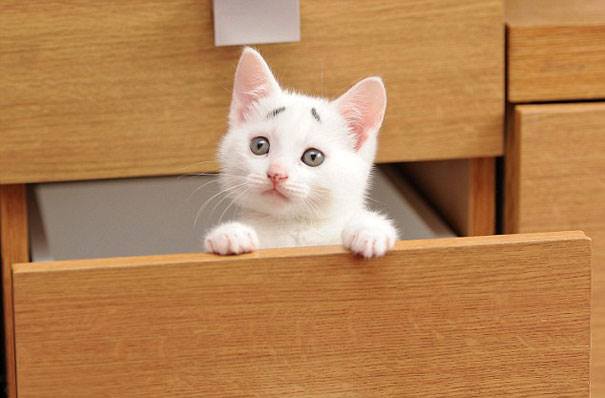 This Is Gary – The Kitten Was Born With Permanently Worried-Looking Eyebrows