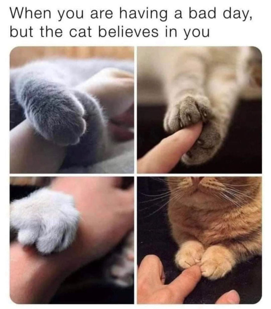 Daily Catto Videos and Memes Will Make You Smile (Jan,20)