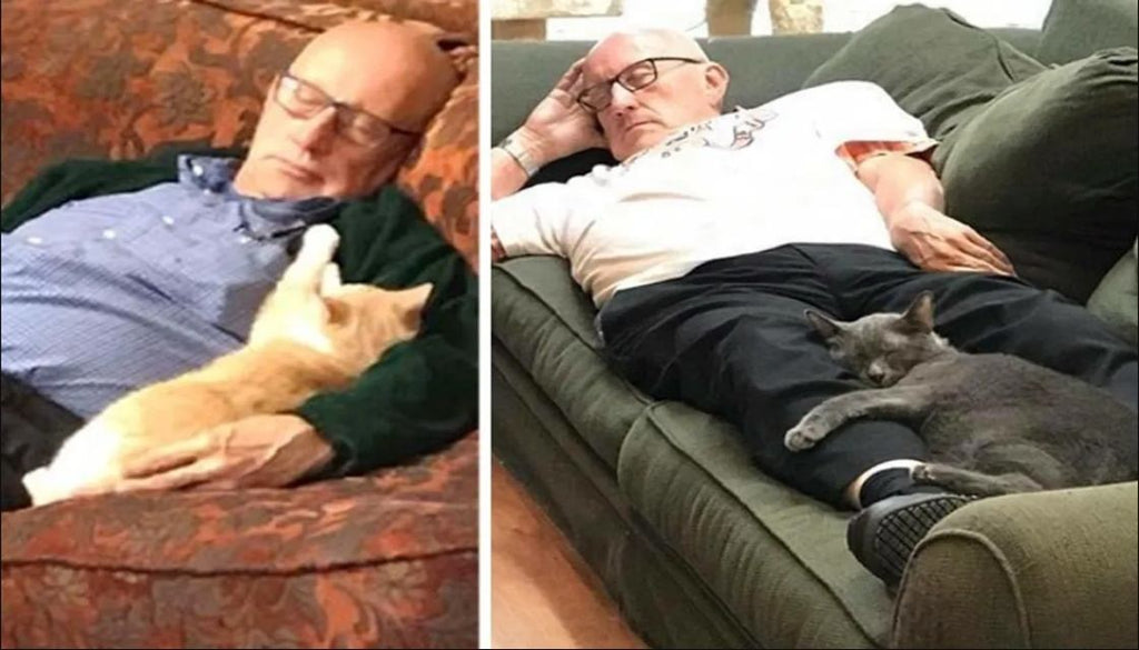Grandpa Comes to Shelter to Brush Cats and Kittens and Falls Asleep with Them Every Day .for 6 Months