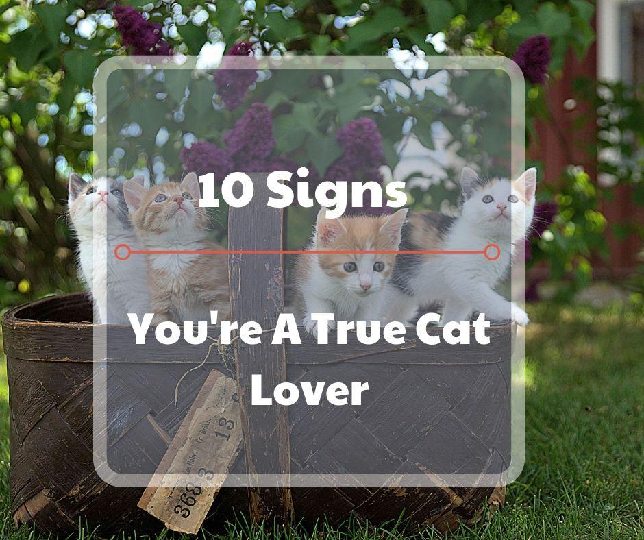 10 Signs You're A True Cat Lover