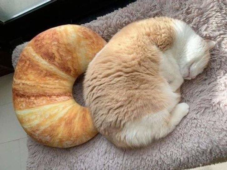 13 Cats Who Made Us Think They Are Food