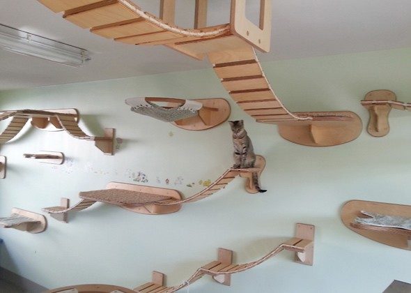 Top Idea Amazing Playgrounds for Cats