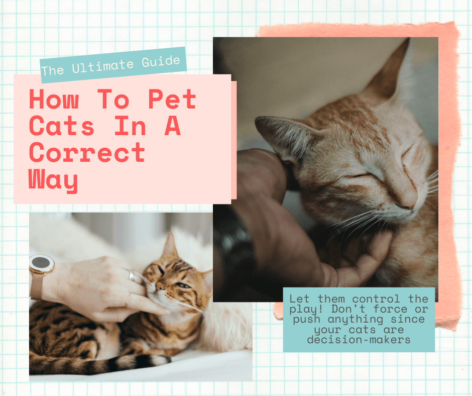Do Cats Like To Be Petted and How To Know It?