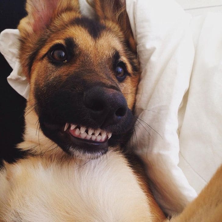 20 Photos That Show Life With Pets Is Full Of Love, Care, And Adorableness