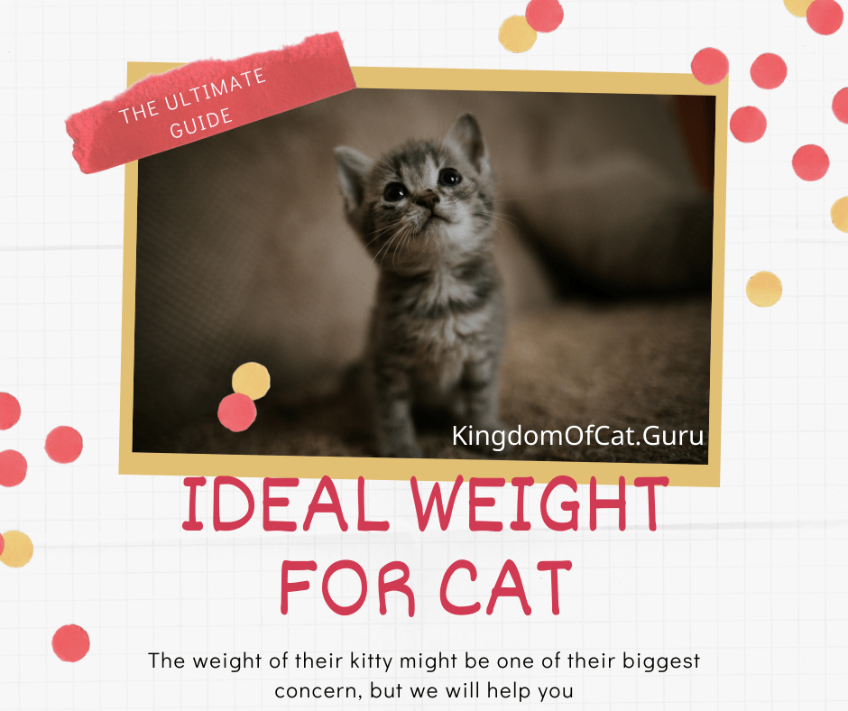 Ideal Weight For Cat