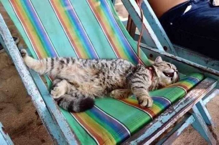 Kitten Goes To The Beach For The First Time And Can’t Stop Smiling