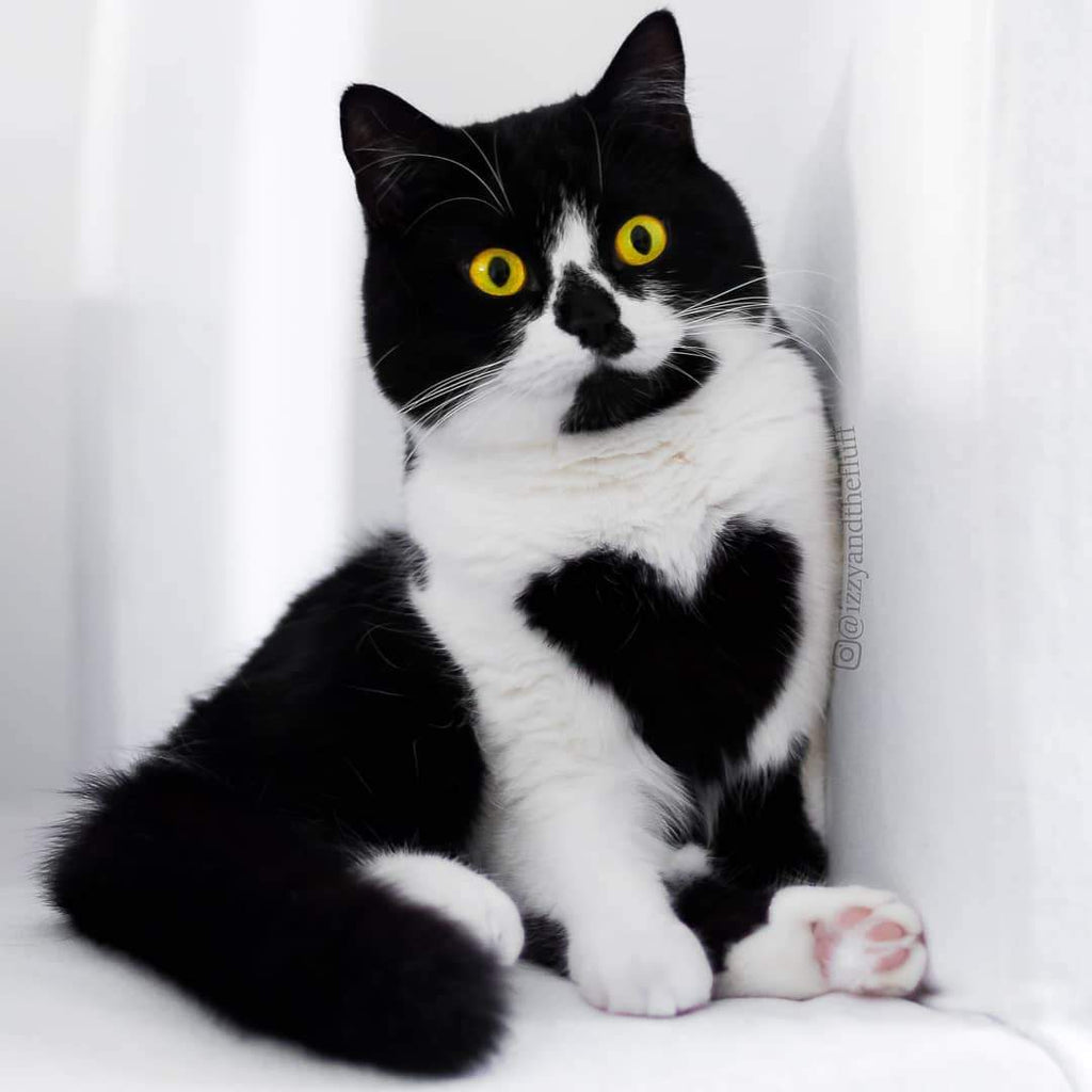 Meet Zoë – an adorable cat who literally wears her heart on her chest.