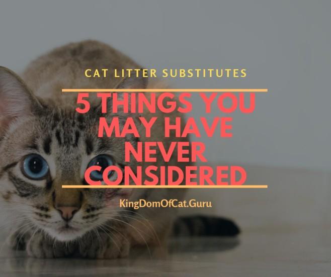 Homemade Cat Litter, Yes or No? 5 Things You May Have Never Considered About Cat Litter Substitutes