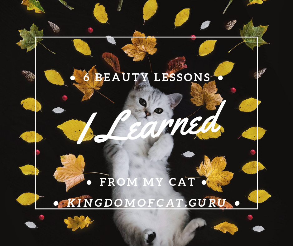 6 Beauty Lessons I Learned from My Cat
