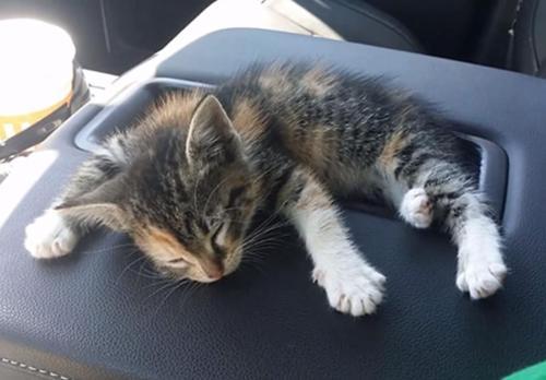 Truck driver rescues stray kitten from the road and does not wake up him when they arrive home.