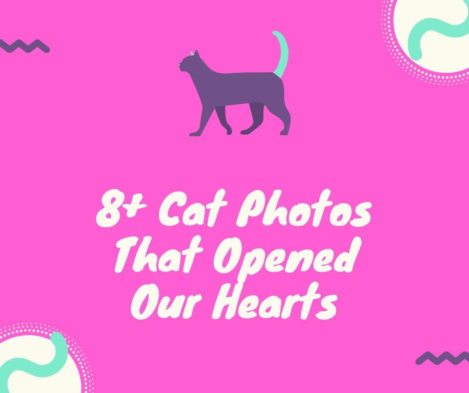 8+ Cat Photos That Opened Our Heart