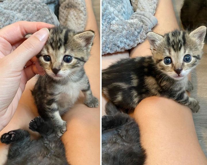 Kitten Found Outside, Insists on Sitting on Warm Lap, Watching Her People and Won't Leave Their Side