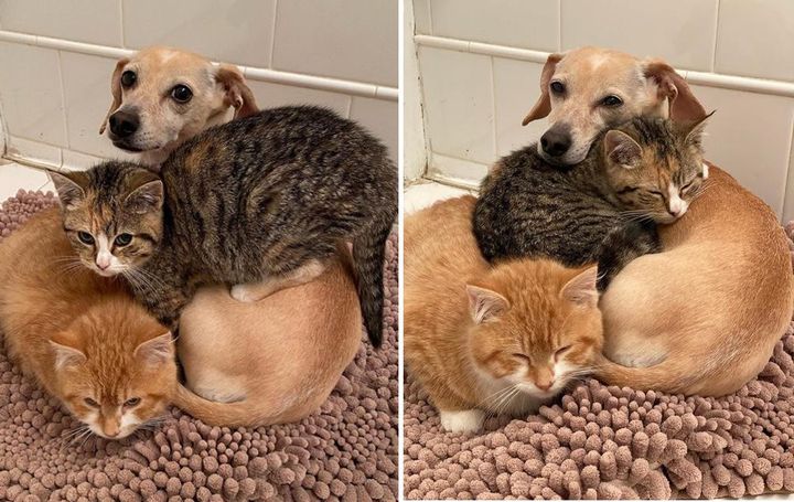 Dog Takes Shy Kittens Under Her Wing and Shows Them Courage After They were Found in Backyard