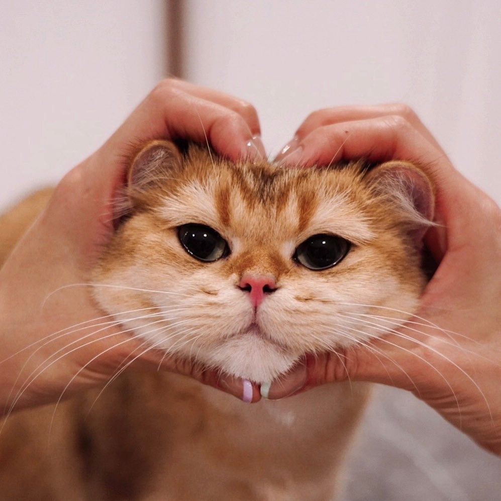 Start Your 2022 With Cutie Catto Videos and Images