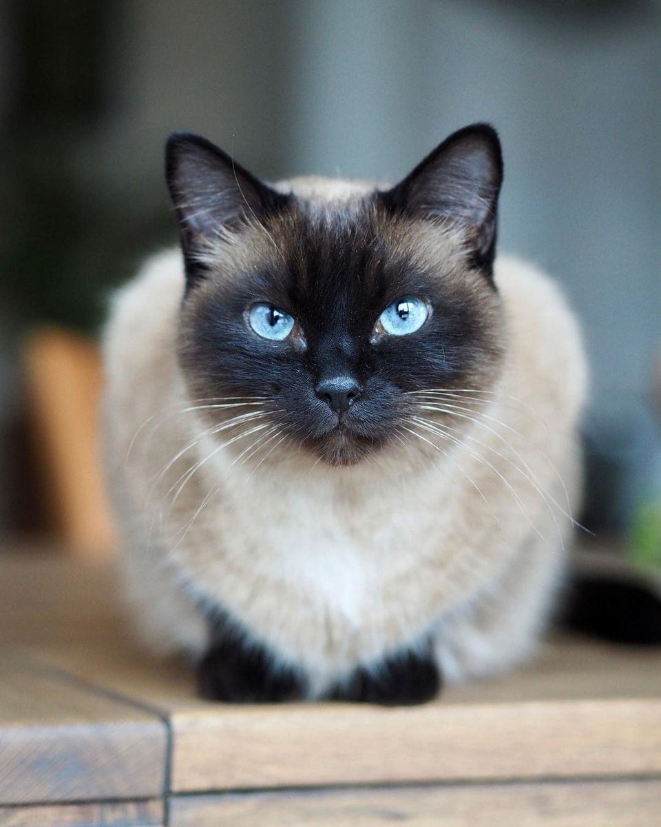 Happy and Hilarious Catto Videos Will Make You Smile – KingdomOfCats