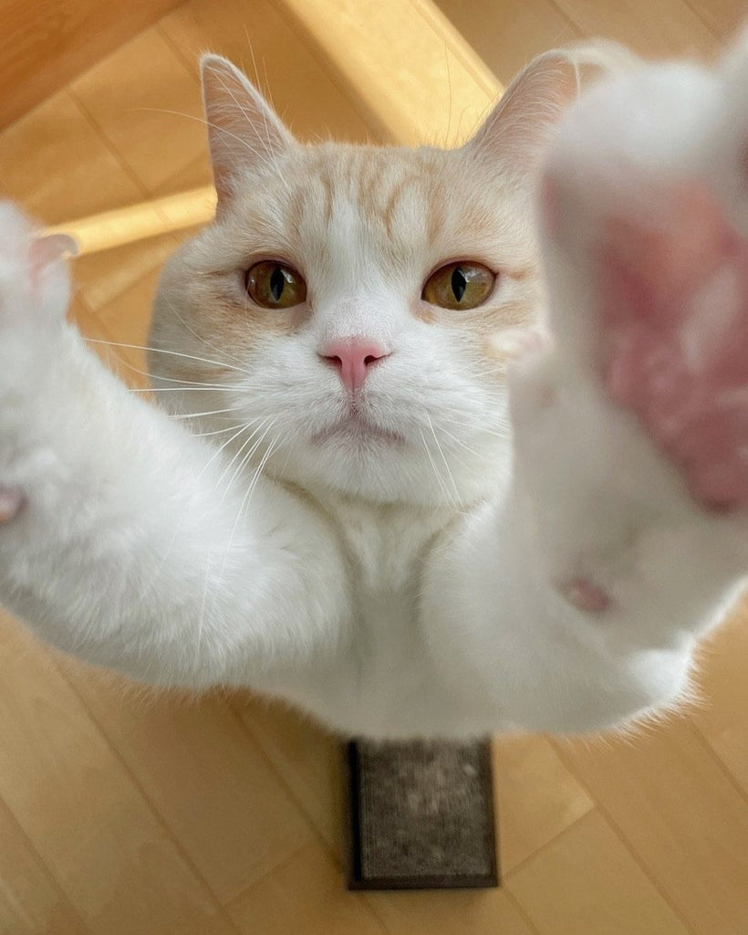 Cute Catto Videos Will Make You Smile