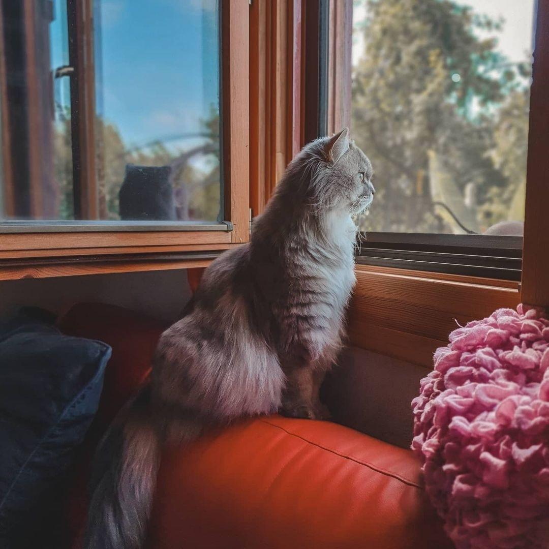 Cute Catto Images and Videos For Your Day – KingdomOfCats