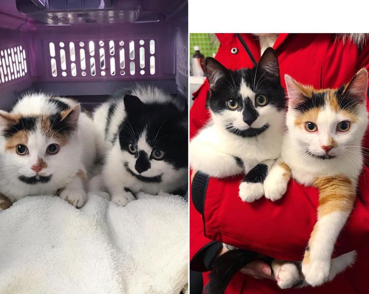 Kittens with Cute Goatees Never Leave Each Other, from Wandering the Streets to Having Dream Come True