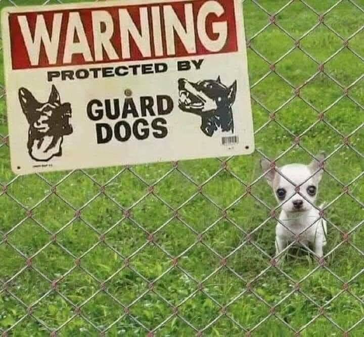 23 “Vicious” Guard Dogs Who Don’t Need Their “Beware Of Dog” Signs