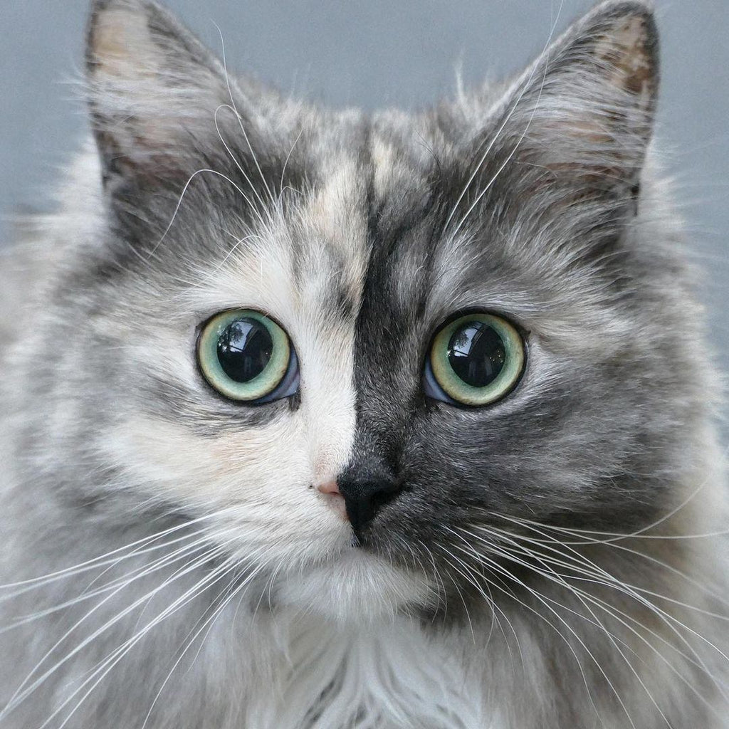 Cute Cattos and Videos To Start Your January
