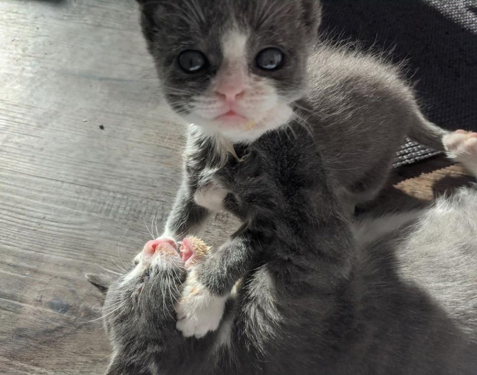 Kitten Half the Size He Should Be, is Determined to Live Full Life After Being Found without Mom