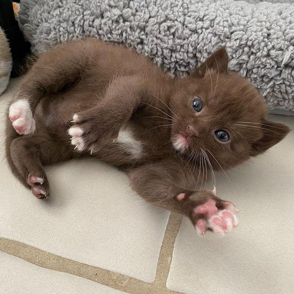 Cat Has Four Kittens with Rare Brown Coat and Kind Family to Help Them Thrive