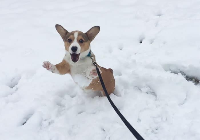 10+ Times Animals Experienced Snow For The First Time And Their Faces Say It All