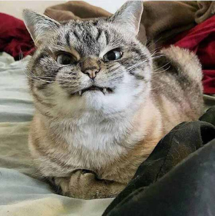 50 Adorable Cat Teefies That Will Make You Smile