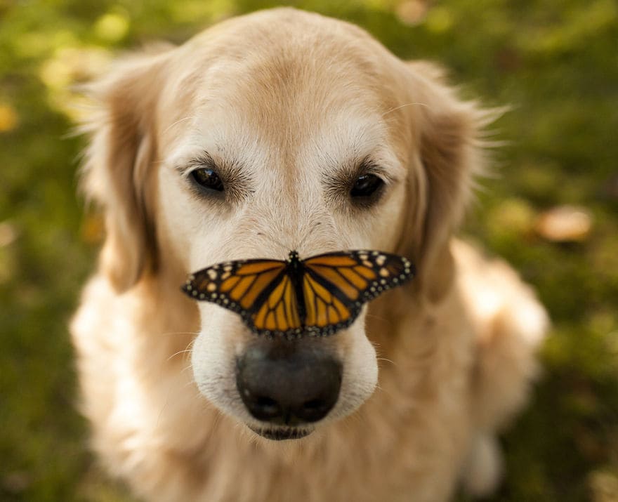 20+ Awesome Photos Of Animals That Love Interacting With Butterflies