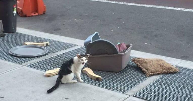 Someone Dumped A Cat On The Street With His Litter Box.