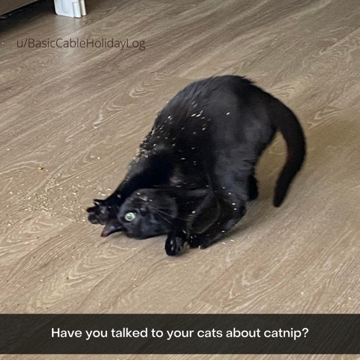 Adorable Black Cats Are Living Their Best Black Cat Lives