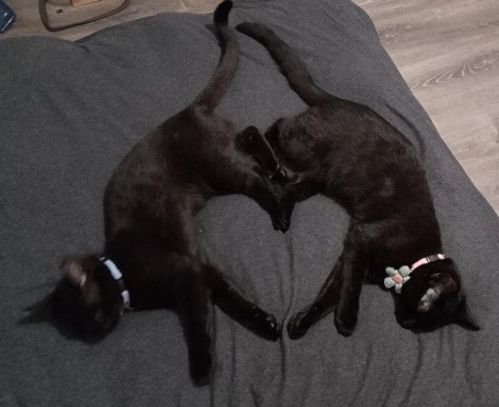 21 Photos Showing That Black Cats Are Attractive And Special!