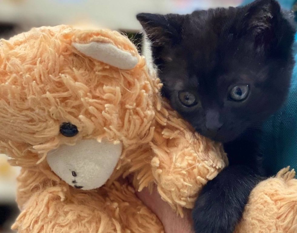 Kitten Won't Go Anywhere Without Her Teddy Bear After Being Found Alone Outside
