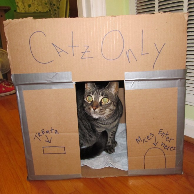 Bored Quarantined Cat Owners Have Started Building Cardboard Forts