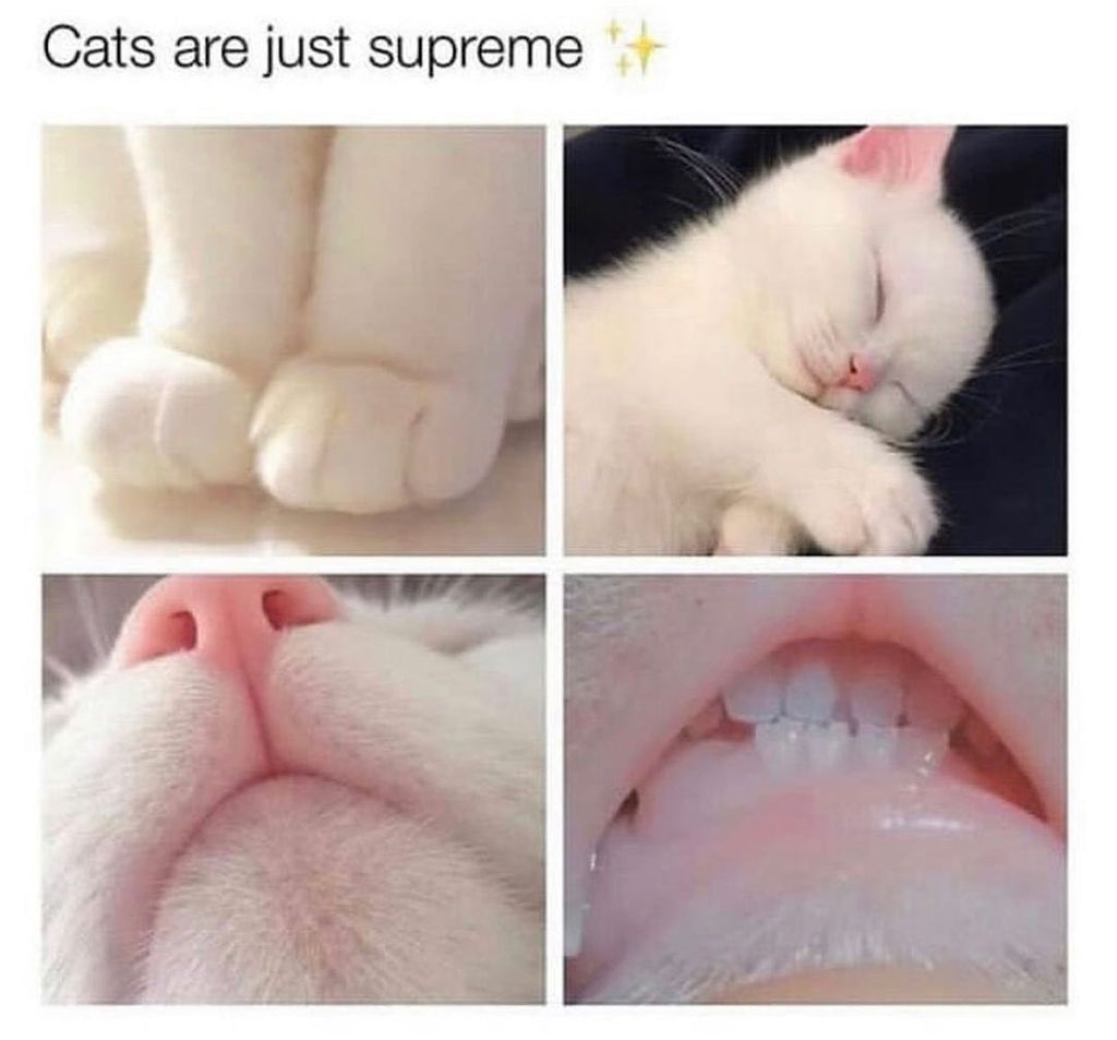 Adorable Cat Videos and Memes For Your Weekend