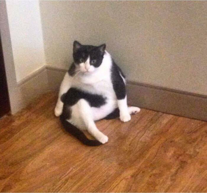 30 Unflattering Cats Pictures That Show Cats Never Fail To Entertain Us