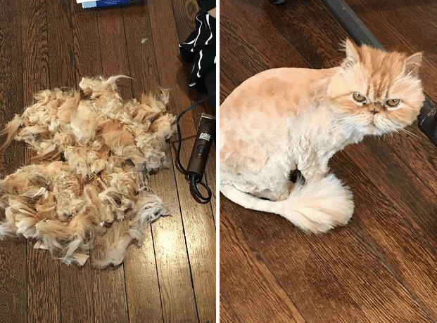 15 Cats Who Are Definitely Not Happy About Their Haircuts