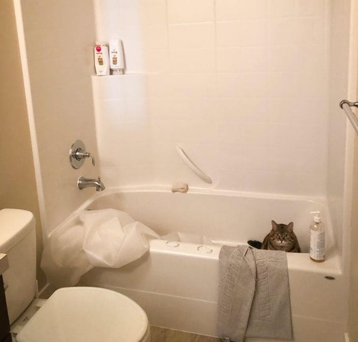 15+ Naughty Cats Who Believe They Are Kings And Queens Of This World