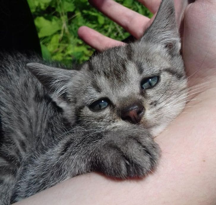 25 Cats Who Are Completely In Love With Their Owners