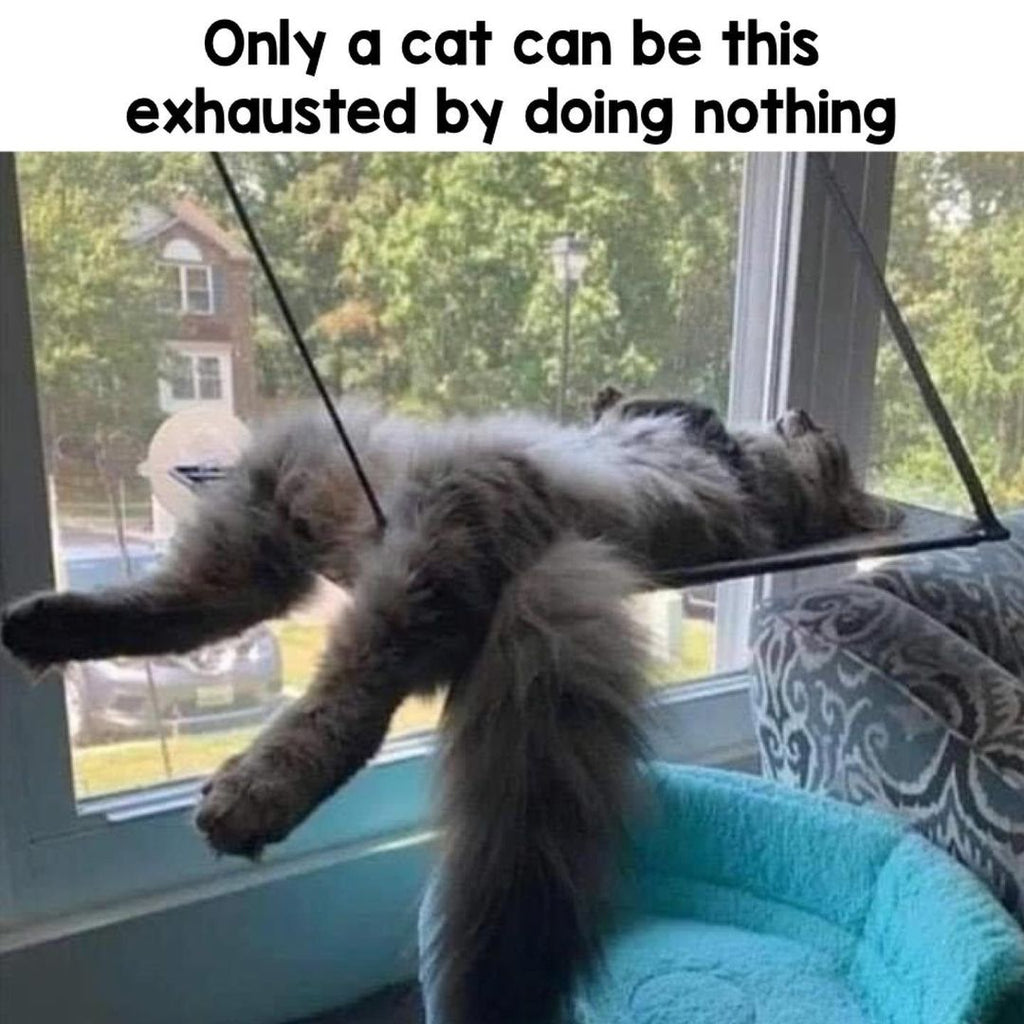 Cat Memes For You