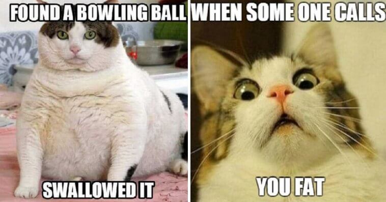 35 Fat Cat Memes That You Can Not Stop Laughing