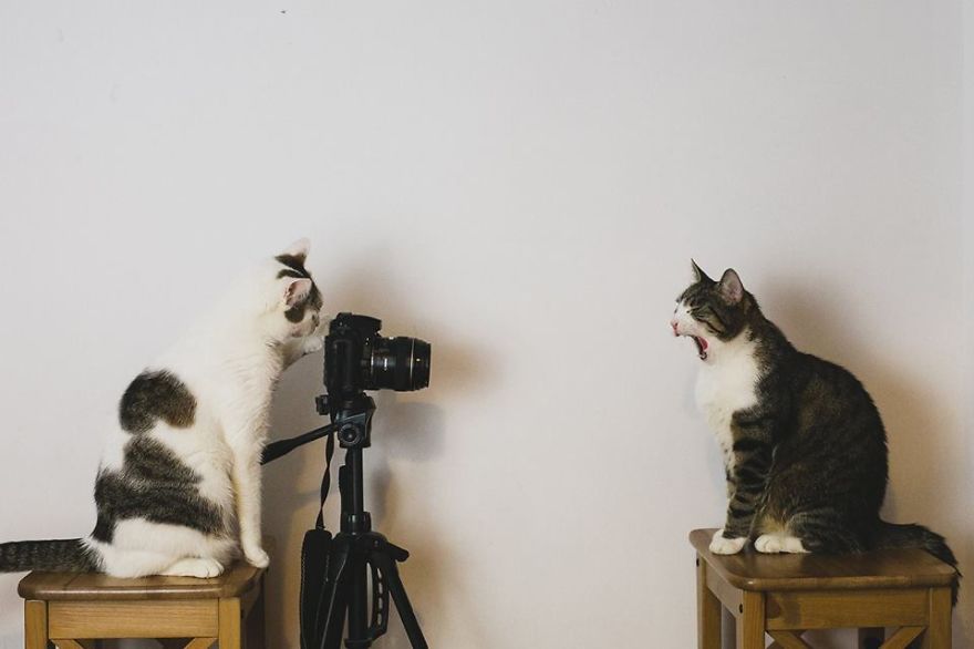 Photographer Takes Best Pictures Of Her Favorite Models That Are Her Own Two Cats