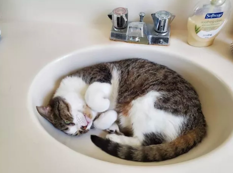 Watch These 19 Adorable Cats Relaxing In Sinks To Make Your Day Better