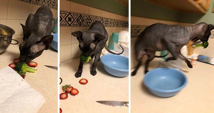 Cat-Thieves That Were Caught Mid Action While Attempting To Steal Their Humans' Food