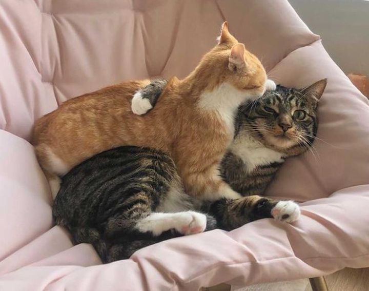 Kitten from the Street Finds Family Cat to Hold onto, and Determined to Win Him Over