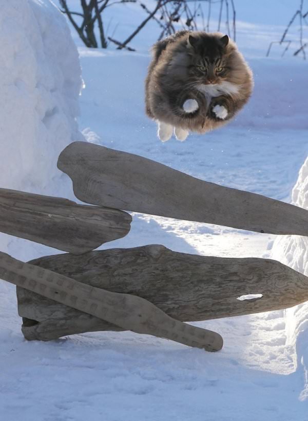 Fun and Cute Catto Videos vs Images Will Cheer You Up #156 – KingdomOfCats