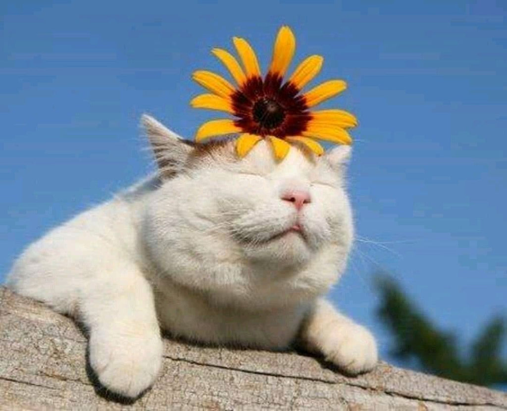 15+ Funny Photos Of Cats Chilling In The Summer