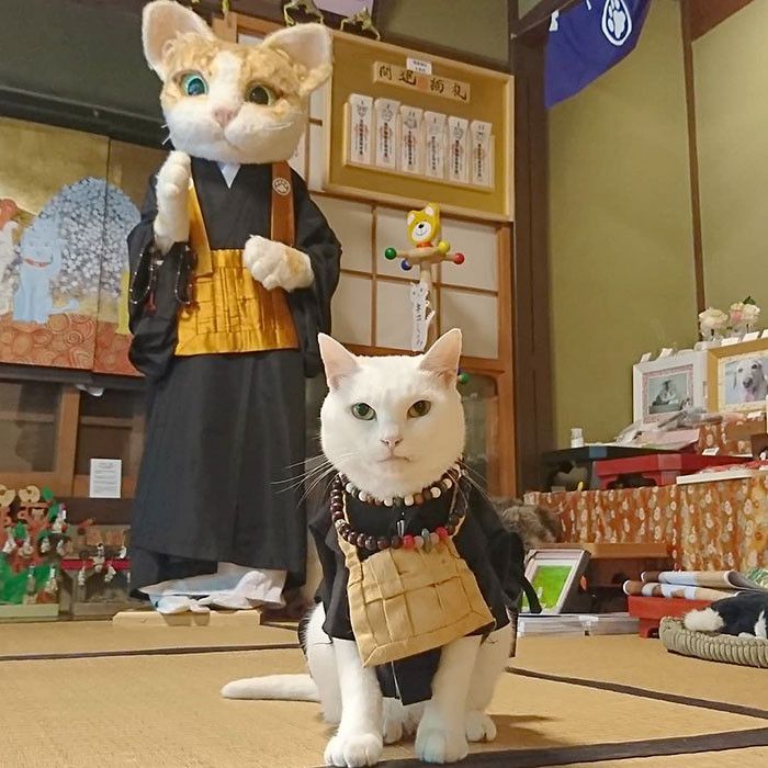 Japanese Cat Temple Has Cat Monks And It's The Cutest Place On Earth