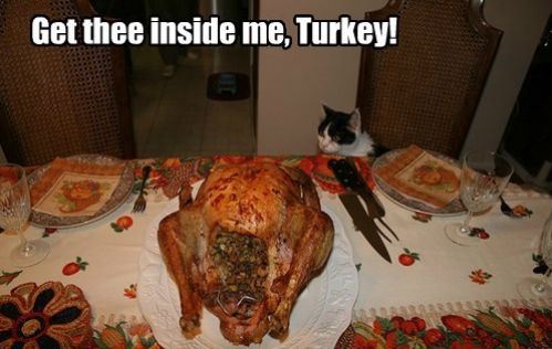 30+ Hilarious Cat Thanksgiving Memes For This Nov 2020